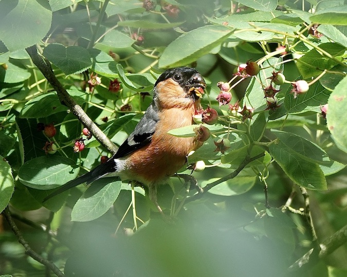 bullfinch